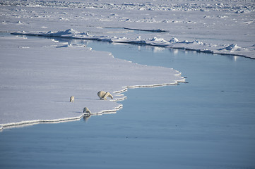 Image showing Polar bears walking on the ice.