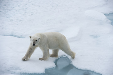 Image showing Big polar bear on drift ice edge .