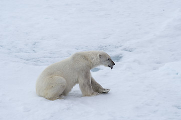 Image showing Polar bear walking on the ice.