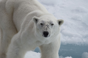 Image showing Polar bear walking on the ice.