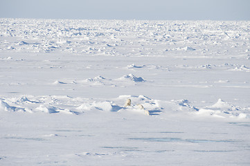 Image showing Polar bears walking on the ice.