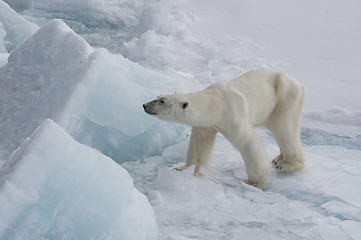 Image showing Polar bear walking on the ice.