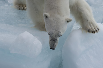 Image showing Polar bear walking on the ice.