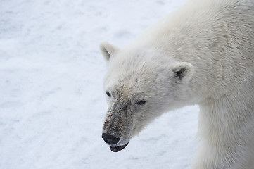 Image showing Polar bear walking on the ice.