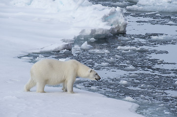 Image showing Big polar bear on drift ice edge .