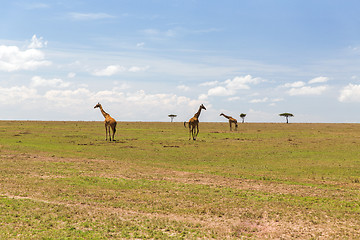 Image showing giraffes in savannah at africa