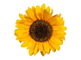 Image showing Sunflower on white