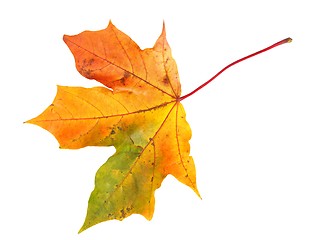 Image showing Autumn leaf on white