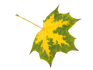 Image showing Autumn maple leaf