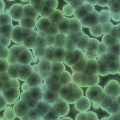 Image showing Bacterial cells