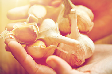 Image showing close up of woman hands holding garlic