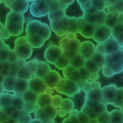 Image showing Bacterial cells