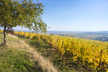 Image showing a view over a vineyard at Alsace France in autumn light