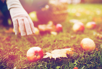 Image showing woman with basket picking apples at autumn garden