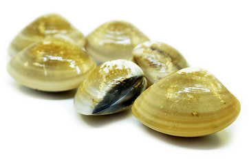 Image showing Fresh uncooked clams