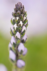 Image showing Flower in the form of candles