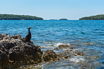 Image showing Cormorant on the beach in Istria