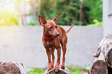 Image showing Portrait of red miniature pinscher dog