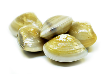 Image showing Fresh uncooked clams