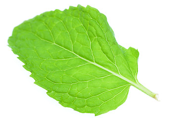 Image showing Fresh mint leaves