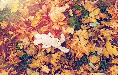 Image showing toy rabbit in fallen autumn leaves