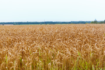 Image showing cereal field with spikelets of ripe rye or wheat