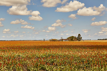 Image showing Fields of Australian agricultural landscape