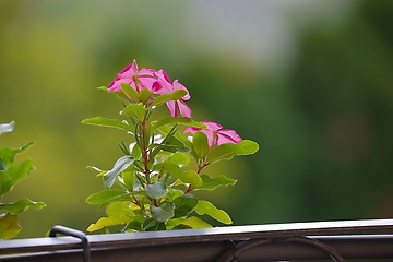 Image showing Small flower closeup