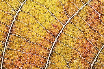 Image showing Autumn leaf texture