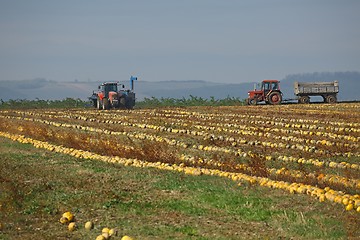 Image showing Pumpkin field view