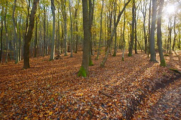 Image showing Autumn forest sunshine