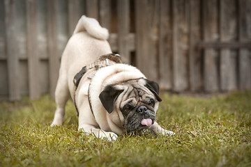 Image showing Portrait of a Pug dog outdoors