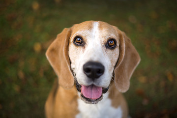 Image showing Portrait of a Beagle dog