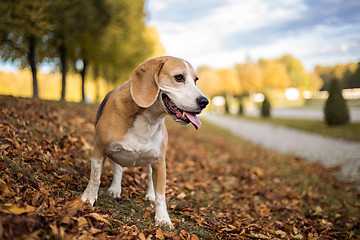 Image showing Portrait of a Beagle dog