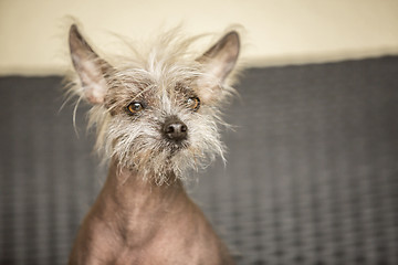 Image showing Portrait of a Chinese hairless dog