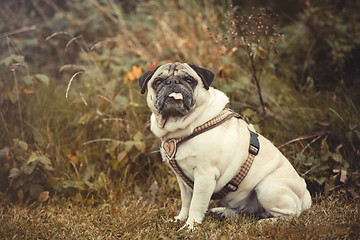 Image showing Portrait of a Pug dog outdoors