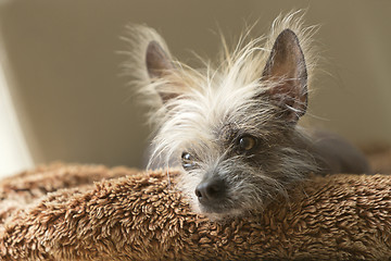 Image showing Portrait of a Chinese hairless dog