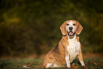 Image showing Portrait of a Beagle dog