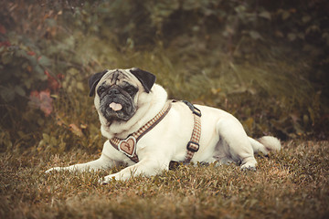 Image showing Portrait of a Pug dog outdoors