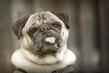 Image showing Portrait of a Pug dog outdoors