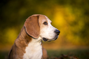 Image showing Portrait of a Beagle dog