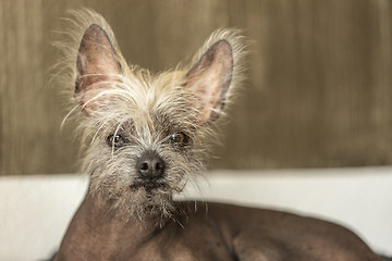 Image showing Portrait of a Chinese hairless dog
