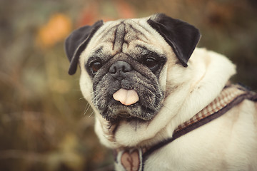 Image showing Portrait of a Pug dog outdoors