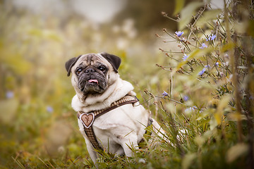 Image showing Portrait of a Pug dog outdoors