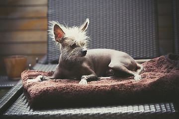 Image showing Portrait of a Chinese hairless dog