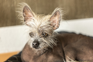 Image showing Portrait of a Chinese hairless dog