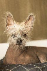 Image showing Portrait of a Chinese hairless dog