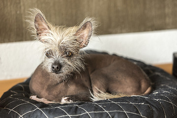 Image showing Portrait of a Chinese hairless dog