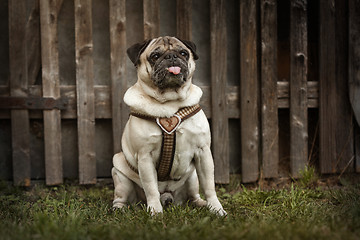 Image showing Portrait of a Pug dog outdoors