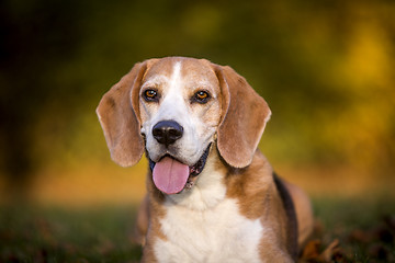 Image showing Portrait of a Beagle dog